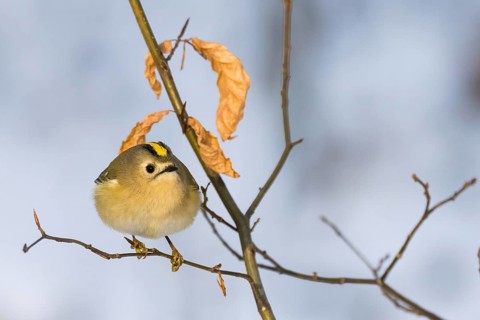 A goldcrest (Regulus regulus) on a thin branch with dry leaves in the background, Hesse, Germany