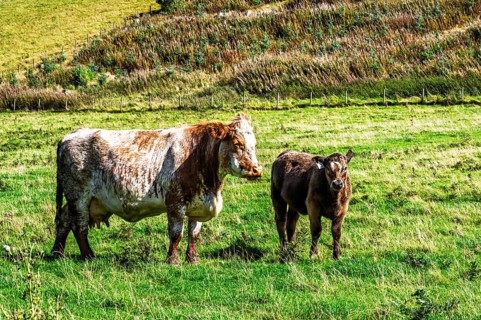 Bulls and Cows on Scottish Borders Farms, Scotland, UK