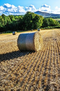 Straw bales in the Scottish fields, Southeast Scotland, UK