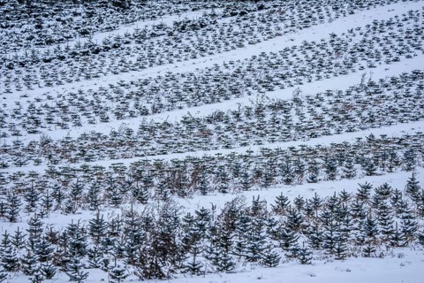 Nursery, Christmas trees, blue firs, still young plants, in a row, in winter, near