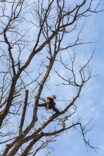 Detroit, Michigan - Members of the Detroit Arborist Collective trim dead branches from a burr oak
