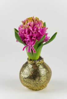 Pink hyacinth in a gold glittering vase on a white background, Hyacinth (Hyacinthus)
