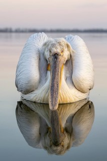 Dalmatian Pelican (Pelecanus crispus), Dalmatian Pelican, swimming, morning mood, close up,