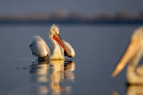 Dalmatian Pelican (Pelecanus crispus), Dalmatian Pelican, swimming, morning light, in its plumage,