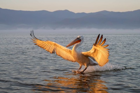 Dalmatian Pelican (Pelecanus crispus), Dalmatian Pelican in landing approach, morning light, in