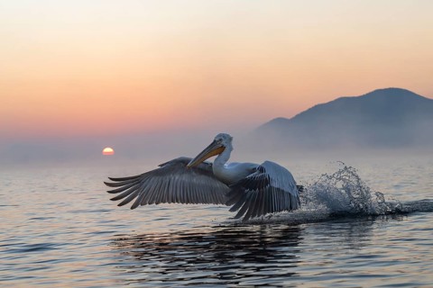 Dalmatian Pelican (Pelecanus crispus), Dalmatian Pelican, flying, morning mood, in splendour, Lake