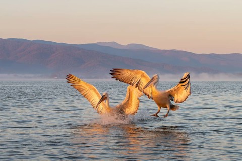 Two Dalmatian pelicans (Pelecanus crispus), Dalmatian pelican, approaching, morning mood, in