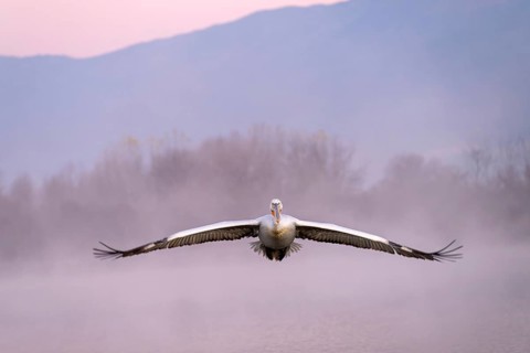 Dalmatian Pelican (Pelecanus crispus), Dalmatian Pelican, flying, morning mood, fog, in splendour,