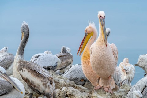 Dalmatian Pelican (Pelecanus crispus), Dalmatian Pelican and Pink Pelican (Pelecanus onocrotalus),