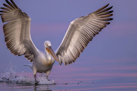 Dalmatian Pelican (Pelecanus crispus), Dalmatian Pelican, flying, morning mood, close up, in