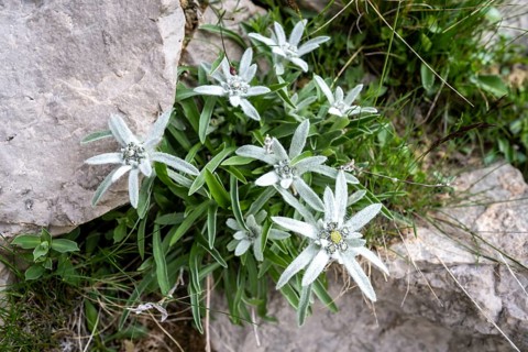 Alpine edelweiss (Leontopodium nivale) growing between rocks, Brenta Mountains, Trentino, Italy