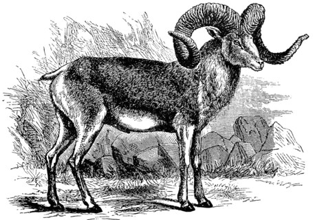 The big ship of Pamir, Marco Polo's sheep, ram with big twisted horns, outdoors, stones, grass,