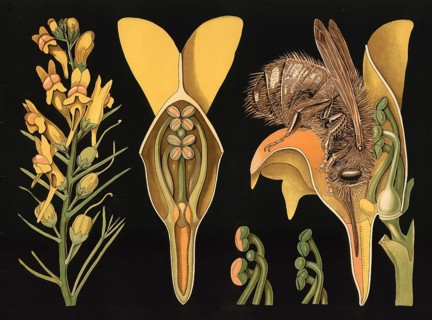Scientific illustration with details, common flaxwort, Linaria vulgaris, school picture, authentic