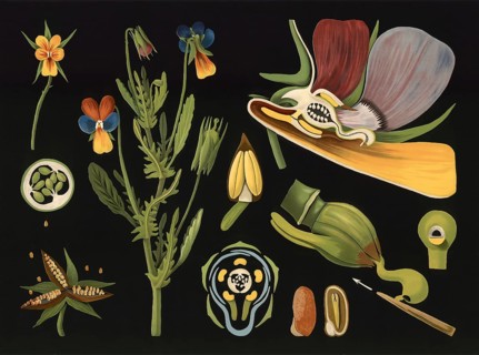 Scientific illustration with details, pansies, viola tricolor, school picture, authentic