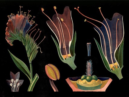 Scientific illustration with details, snake head, Echium vulgare, school picture, authentic