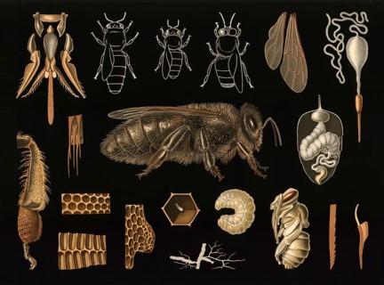 Scientific illustration with details, honeybee, Apis mellifera, school picture, authentic
