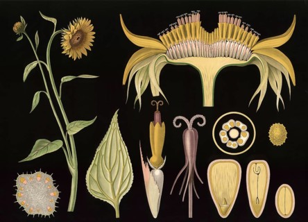 Scientific illustration with details, sunflower, Helianthus annuus, school picture, authentic