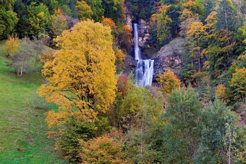 Autumn-coloured sycamore maple (Acer pseudo plantanus), at the Diesbach waterfall, Canton Glarus,