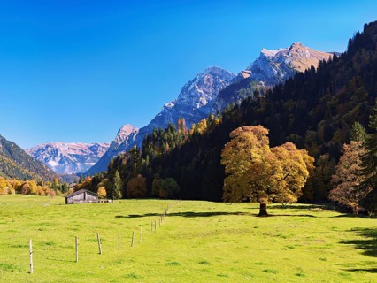 Autumn-coloured sycamore maple (Acer pseudo plantanus), against a mountain backdrop, Canton Glarus,