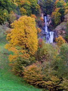 Autumn-coloured sycamore maple (Acer pseudo plantanus), at the Diesbach waterfall, Canton Glarus,