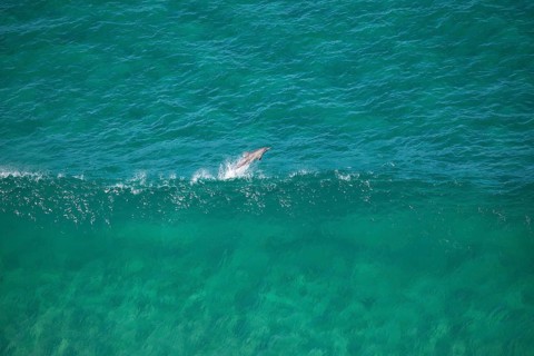 Day time view of dolphin jumping with waves near Byron Bay light house, New South Wales, Australia