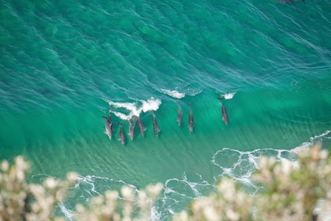 A pod of dolphins swims through turquoise waves near the iconic lighthouse in crystal clear water.