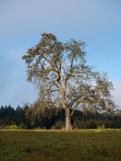 Solitary pear tree (Pyrus) . Rhine-Neckar district, Baden-Württemberg, Germany