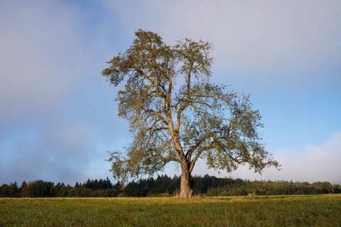 Solitary pear tree (Pyrus) . Rhine-Neckar district, Baden-Württemberg, Germany