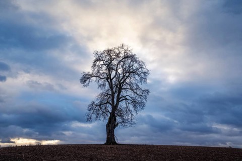 Solitary pear tree (Pyrus) in front of a dramatic cloudy sky, evening light. Rhine-Neckar district,