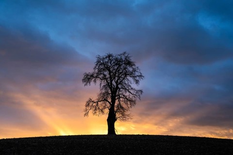 Solitary pear tree (Pyrus) at sunset with sunbeams. Rhine-Neckar district, Baden-Württemberg,
