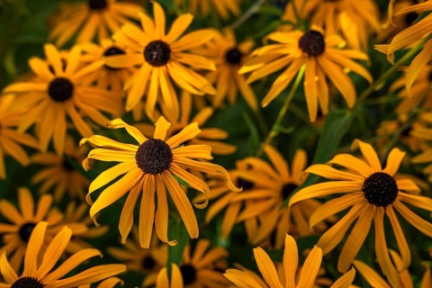 Yellow-flowering coneflower (Rudbeckia) in the garden