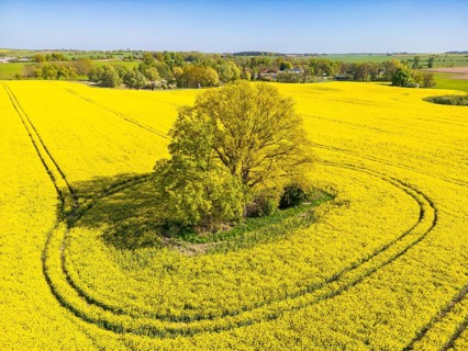 Aerial view, drone photo: A single tree in a field with flowering oilseed rape (Brassica napus),