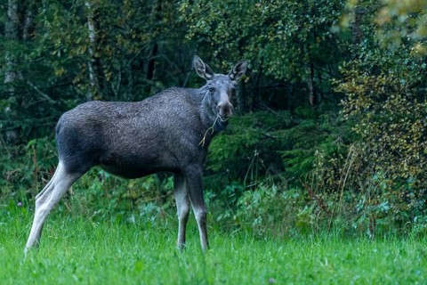 Moose (Alces alces) in a meadow, Lauvsnes, Nordtronderlag, Norway