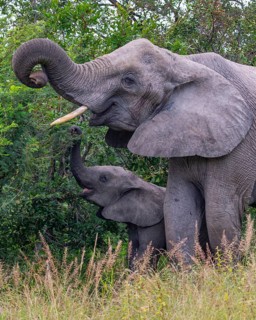African elephant (Loxodonta africana) with young in the savanna, Kruger National Park, South Africa