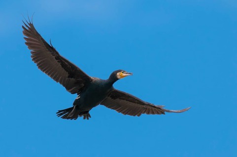 Cormorant (Phalacrocorax carbo) in flight, Stralsund, Mecklenburg-Western Pomerania, Germany