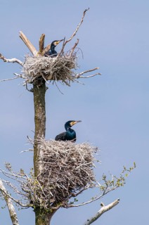 Cormorant (Phalacrocorax carbo) in the breeding colony, Stralsund, Mecklenburg-Western Pomerania,