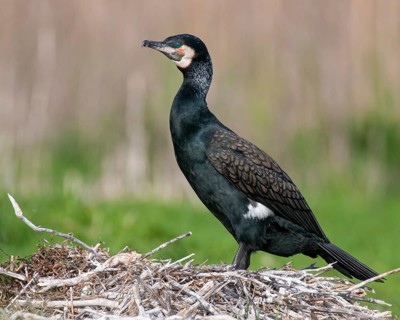Cormorant (Phalacrocorax carbo) in the breeding colony, Stralsund, Mecklenburg-Western Pomerania,