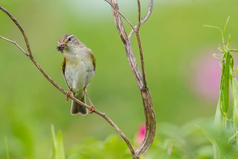 The willow warbler (Phylloscopus trochilus) parents bring food for the young birds every minute,