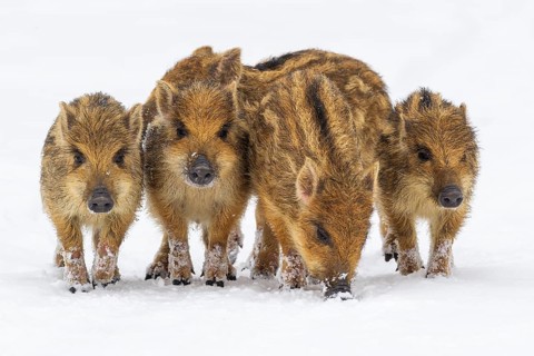 Wild boar (Sus scrofa) in the snow, fresh boar, Melle, Lower Saxony, Germany
