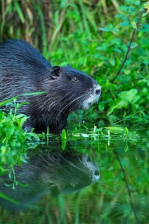 Nutria (Myocastor coypus) in a body of water, Osnabrück, Lower Saxony, Germany
