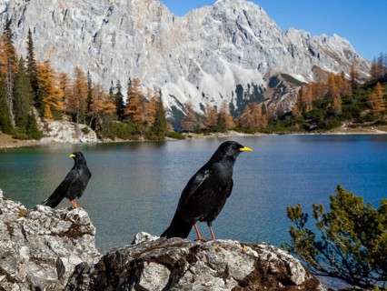 Alpine choughs (Pyrrhocorax graculus), at Lake Seebensee with Zugspitze and Wetterstein mountains,