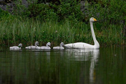 Swan family Whooper swan (Cygnus cygnus) in a quiet pond surrounded by tall grasses and natural