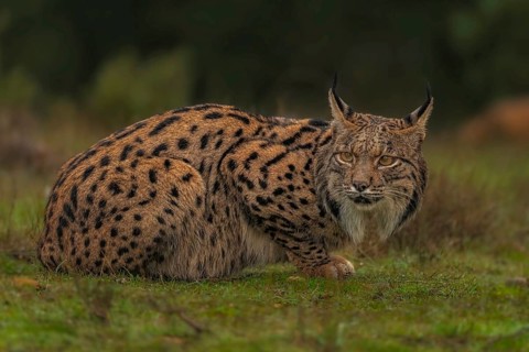 Common Lynx, Iberian Lynx, Lynx pardinus, Castilla La Mancha, Spain