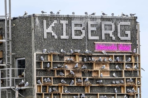 The gull hotel Kittiwake Hotel an artificial nesting site for kittiwakes (Rissa tridactyla) with