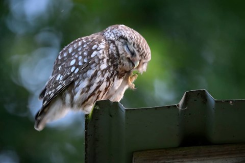 A little owl (Athene noctua) sits on the corrugated iron roof of an old shed and scratches itself,