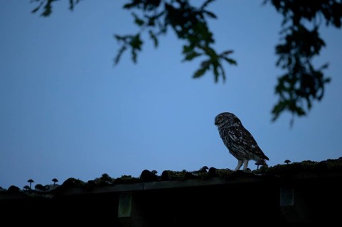 Little owl (Athene noctua) sitting on an old corrugated roof in deep darkness against a blue