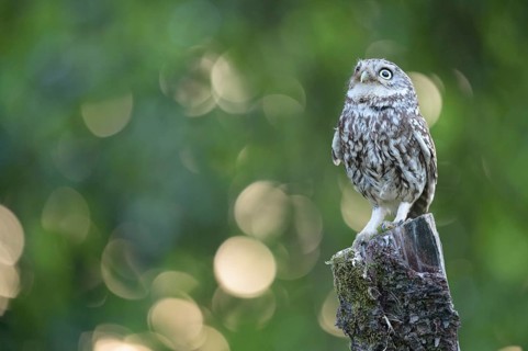 A little owl (Athene noctua) sitting alone on an old willow pole in front of a soft green