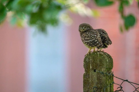 Two little little owls (Athene noctua) sitting on an old concrete fence post against the background