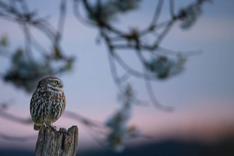 Little owl (Athene noctua) on an old, weathered fence post, surrounded by silver-lit branches,