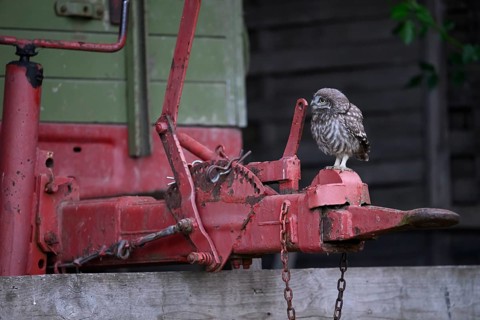 A young little owl (Athene noctua) sitting on the drawbar of an old agricultural implement,